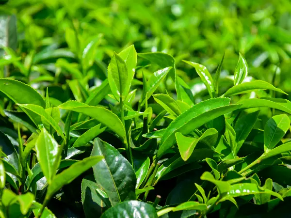 Dense mature foliage on a tea bush.