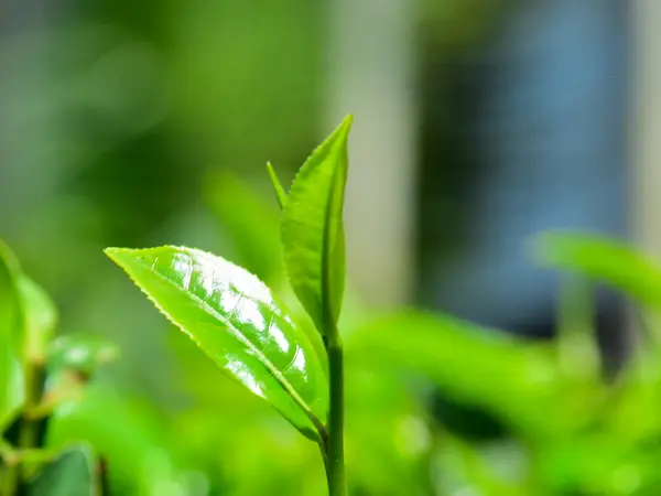 A single new tea bud in sharp focus against blurred foliage.