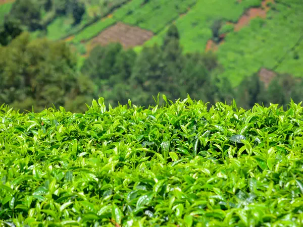 The flat plucking table of a mature tea bush seen from directly above.