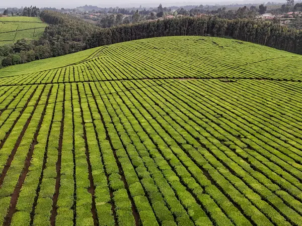 Regular planted rows of tea across a broad slope, seen from the air.
