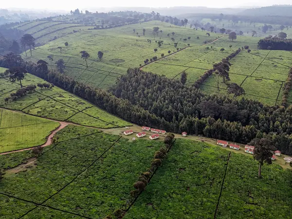 Tea fields meeting a belt of forest, with morning mist along the treeline.