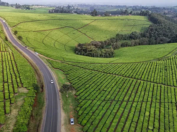 A tarmac road running between planted tea fields.