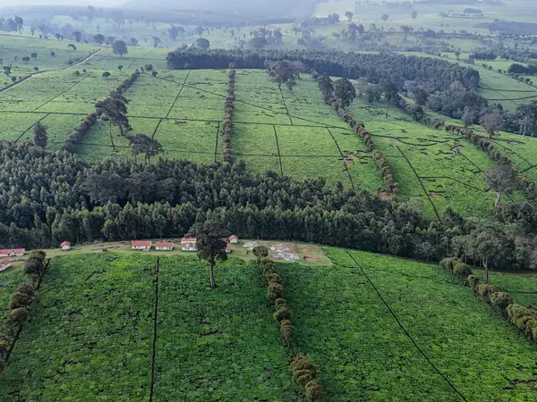 A rounded hill planted with tea, framed by scattered trees.
