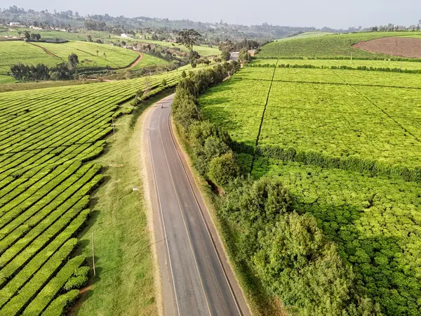 A ridge road dividing two blocks of mature tea.