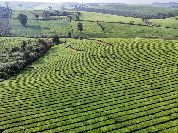 Rolling hills under continuous tea cultivation in the Kenyan highlands.