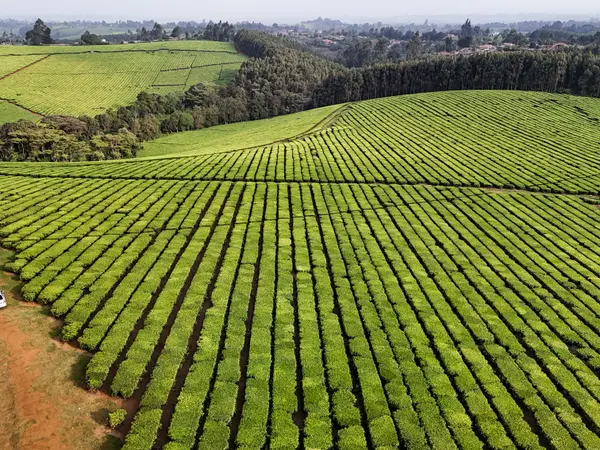 Terraced rows of tea stepping down a slope.
