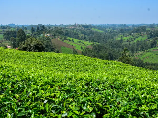 A tea field in the foreground with highland country beyond.
