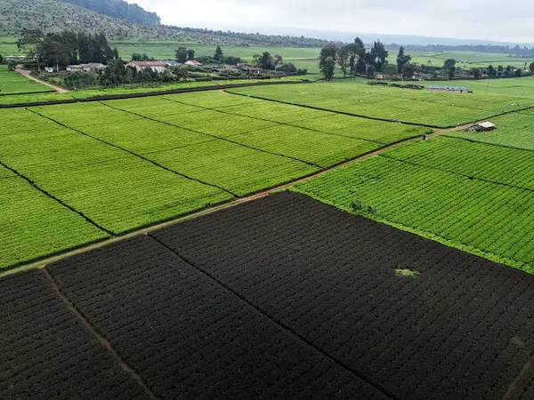 A patchwork of tea plots in different shades of green, seen from the air.
