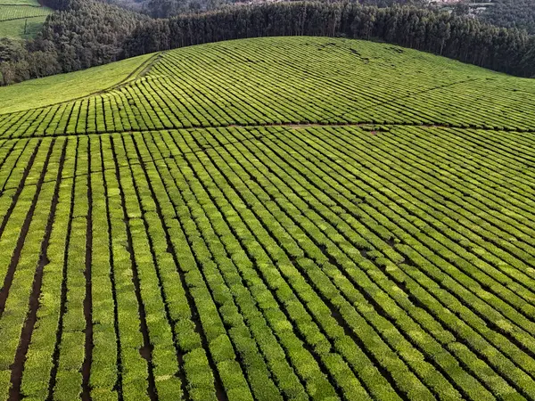 Contour rows of tea following the shape of a hillside, seen from above.